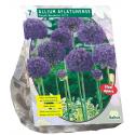Baltus Allium Aflatunense Purple Sensation bloembollen per 7 stuks